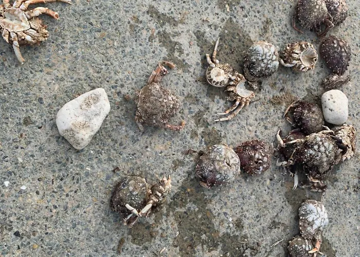 Holiday home Maison 10/12 Pers A 5 Min Du Phare Des Baleines *